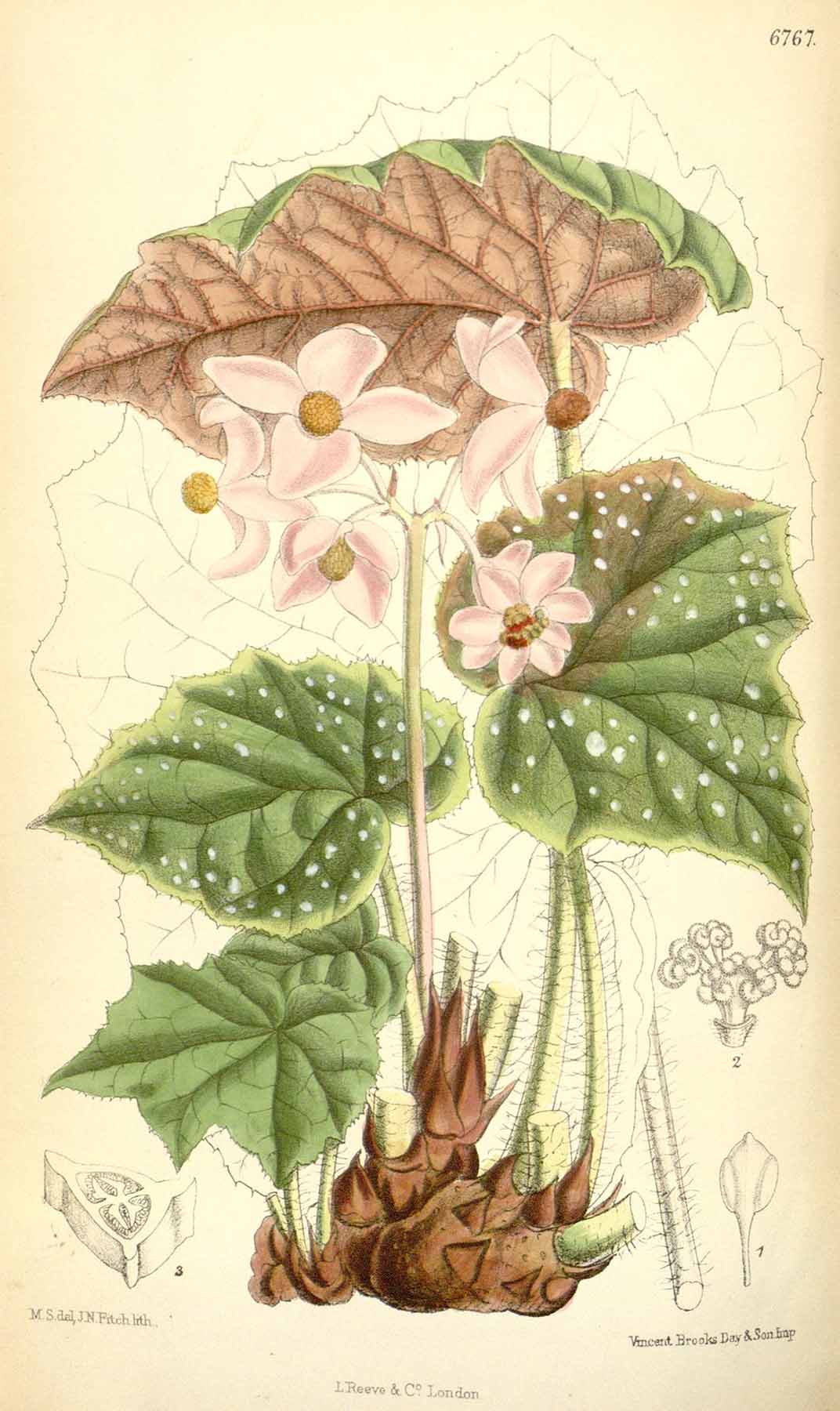 B. beddomei